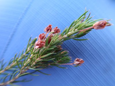 Erica mucronata, photographed by Di Turner