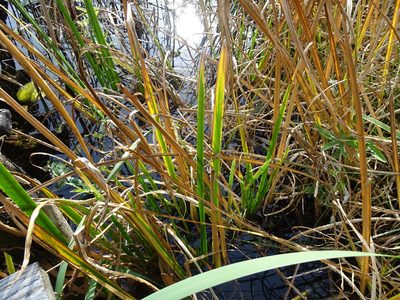 Acorus calamus, photographed by Grzegorz Grzejszczak
