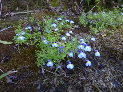 Monopsis kowynensis, photographed by Andrew Hankey