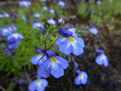 Monopsis kowynensis, photographed by Andrew Hankey