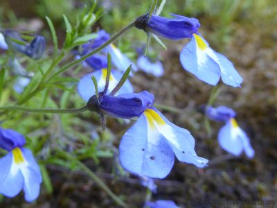 Monopsis kowynensis, photographed by Andrew Hankey