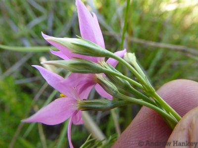 Chironia krebsii, photographed by Andrew Hankey