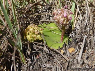 Ledebouria monophylla, photographed by Andrew Hankey