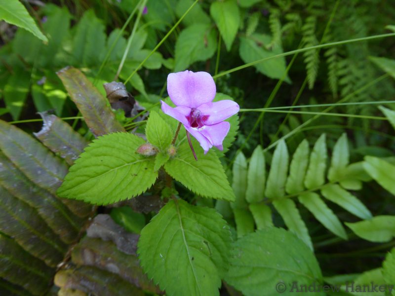 Impatiens sylvicola, photographed by Andrew Hankey