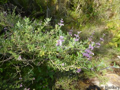 Syncolostemon albiflorus, photographed by Andrew Hankey