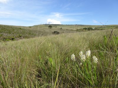 Hebenstretia oatesii, photographed by Andrew Hankey