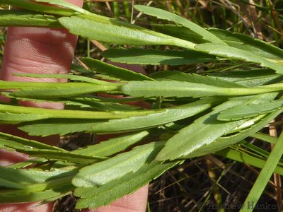 Hebenstretia oatesii, photographed by Andrew Hankey