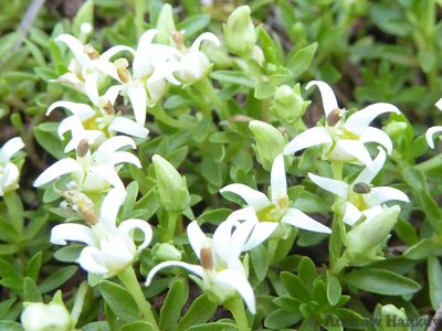 Lobelia sonderiana, photographed by Andrew Hankey