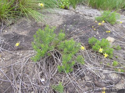 Euryops pedunculatus, photographed by Andrew Hankey