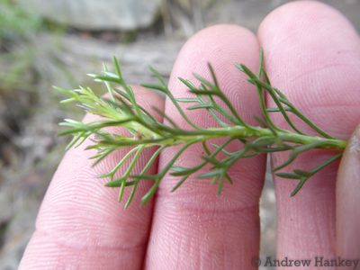 Euryops pedunculatus, photographed by Andrew Hankey