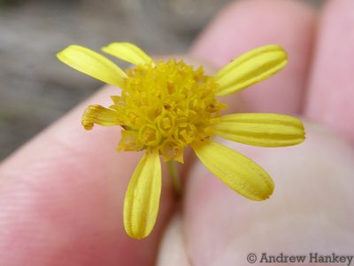 Euryops pedunculatus, photographed by Andrew Hankey