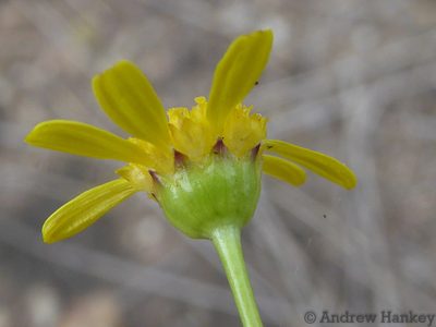 Euryops pedunculatus, photographed by Andrew Hankey
