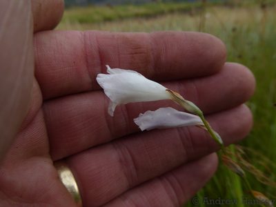 Gladiolus ferrugineus, photographed by Andrew Hankey