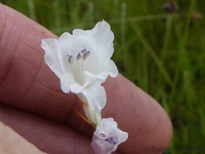 Gladiolus ferrugineus, photographed by Andrew Hankey
