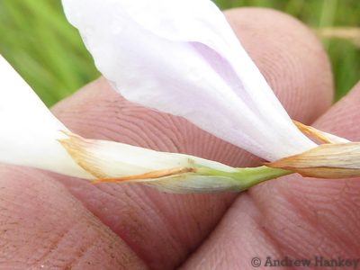 Gladiolus ferrugineus, photographed by Andrew Hankey