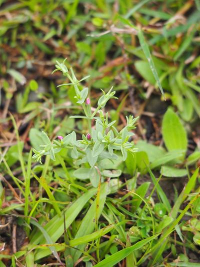 Schenkia japonica, photographed by 葉子