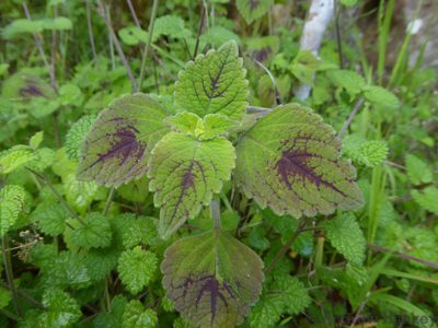 Coleus bojeri, photographed by Andrew Hankey