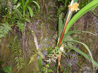 Clivia caulescens, photographed by Andrew Hankey
