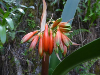 Clivia caulescens, photographed by Andrew Hankey