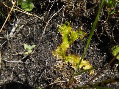 Pseudolycopodiella sarcocaulon, photographed by Andrew Hankey