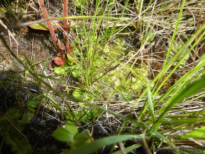 Pseudolycopodiella sarcocaulon, photographed by Andrew Hankey