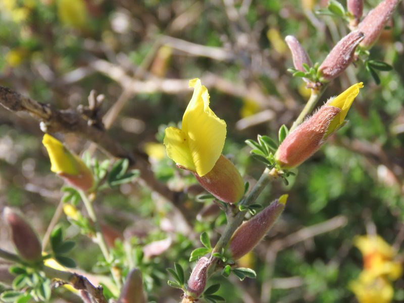 Chamaecytisus spinescens, photographed by Emanuele Santarelli