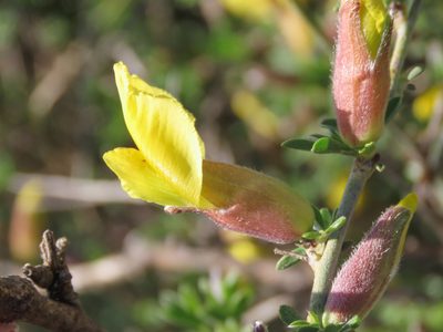 Chamaecytisus spinescens, photographed by Emanuele Santarelli