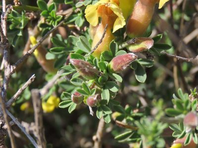 Chamaecytisus spinescens, photographed by Emanuele Santarelli