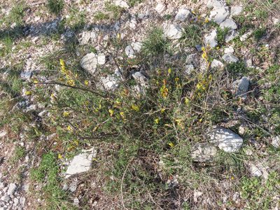 Chamaecytisus spinescens, photographed by Emanuele Santarelli