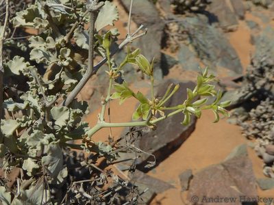 Pelargonium klinghardtense, photographed by Andrew Hankey