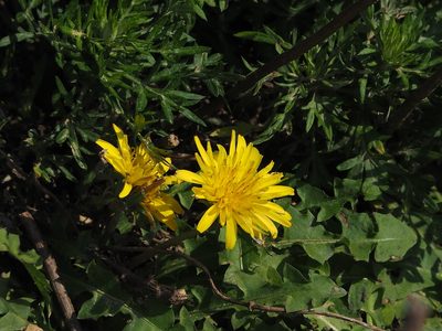 Taraxacum formosanum, photographed by 葉子