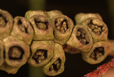 Melaleuca leucadendra, photographed by portioid