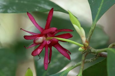 Illicium floridanum, photographed by Lauren McLaurin