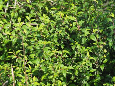 Prunus pogonostyla, photographed by 葉子