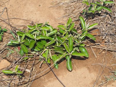 Helicteres angustifolia, photographed by 葉子