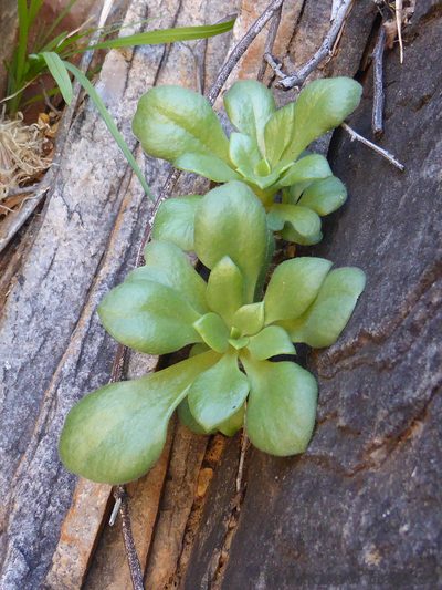 Tylecodon racemosus, photographed by Andrew Hankey