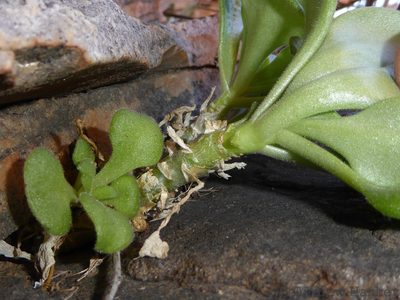 Tylecodon racemosus, photographed by Andrew Hankey