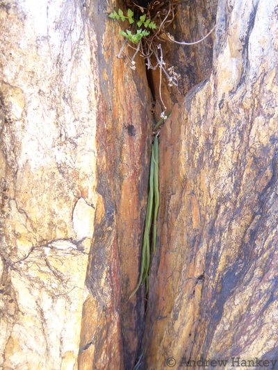 Bulbine pendens, photographed by Andrew Hankey