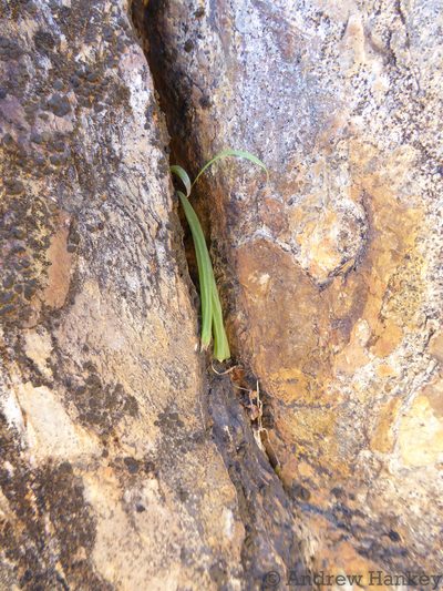 Bulbine pendens, photographed by Andrew Hankey
