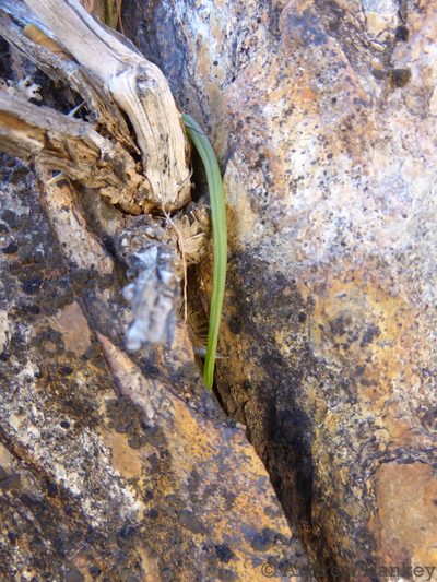 Bulbine pendens, photographed by Andrew Hankey