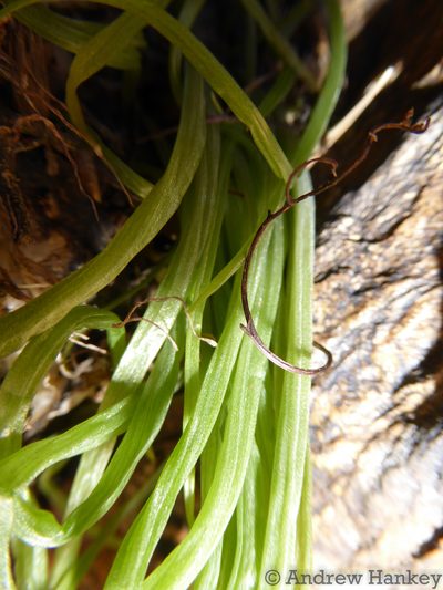 Bulbine pendens, photographed by Andrew Hankey