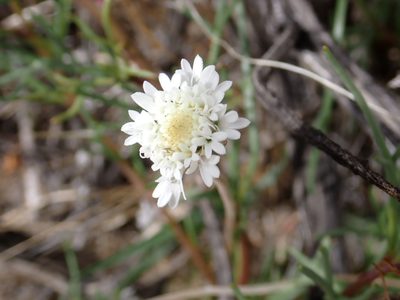 Chaenactis fremontii, photographed by Steve Woodward