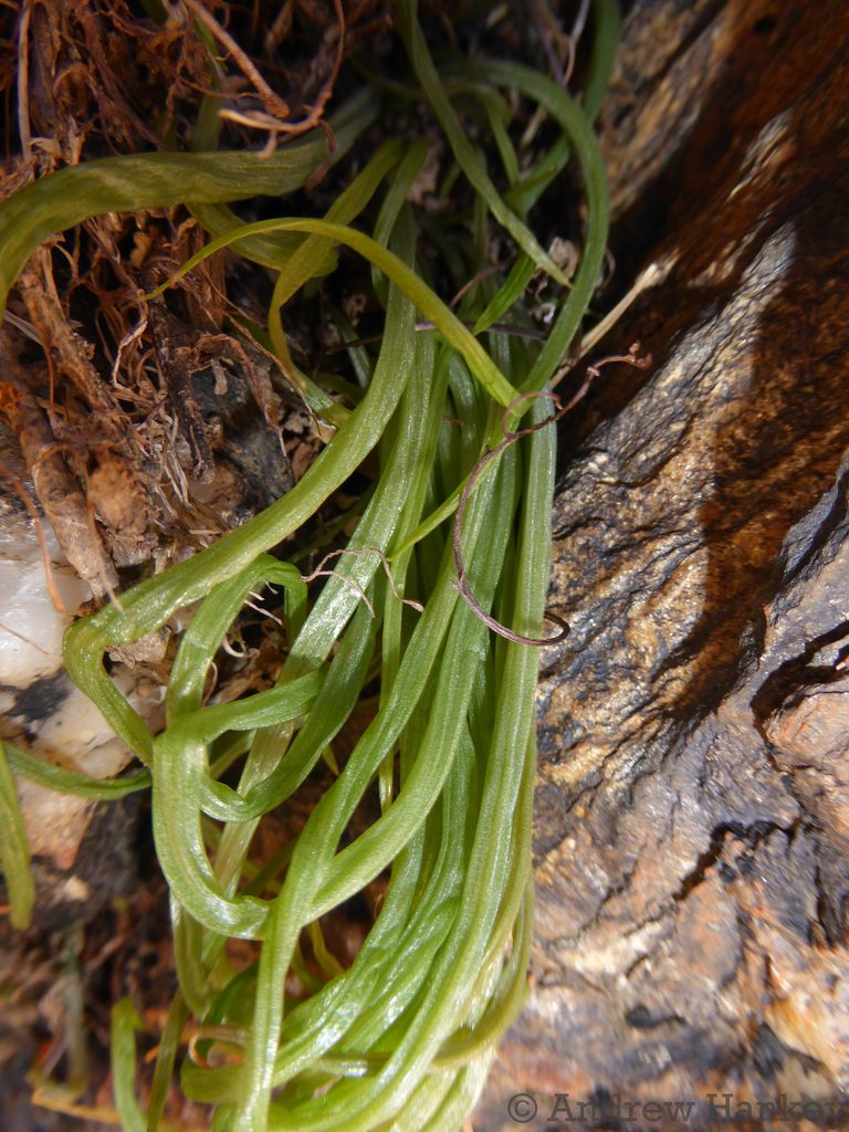 Bulbine pendens, photographed by Andrew Hankey