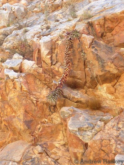 Aloe meyeri, photographed by Andrew Hankey