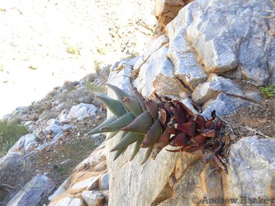 Aloe meyeri, photographed by Andrew Hankey