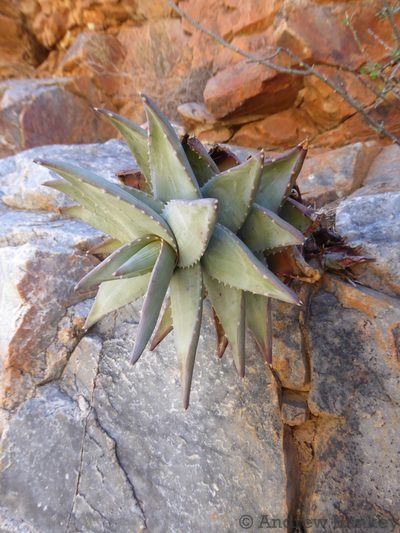 Aloe meyeri, photographed by Andrew Hankey