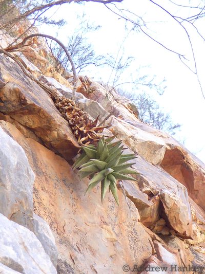 Aloe meyeri, photographed by Andrew Hankey