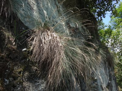 Festuca pallens, photographed by Christian Berg