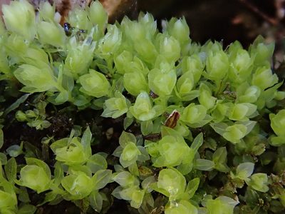 Mnium stellare, photographed by Christian Berg