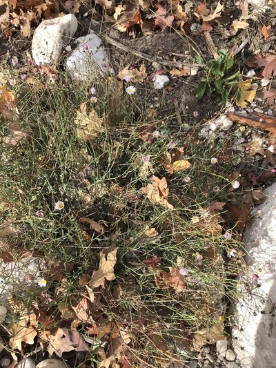 Erigeron tracyi, photographed by Kevin Floyd
